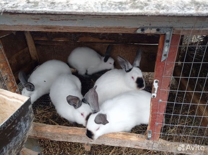 Калифорнийские кролики