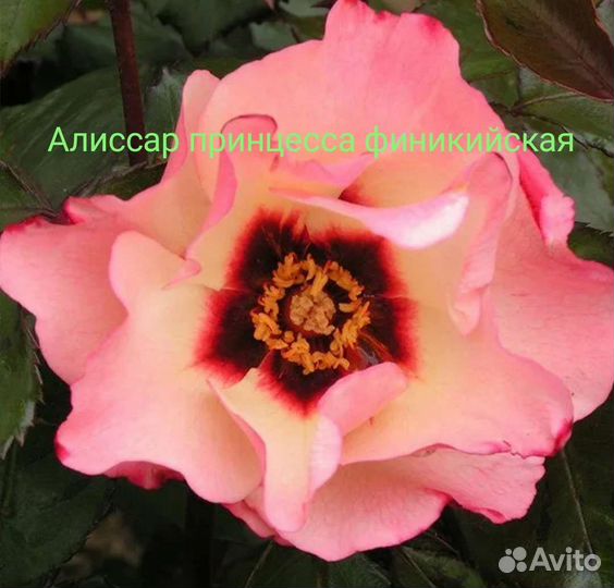 Саженцы роз