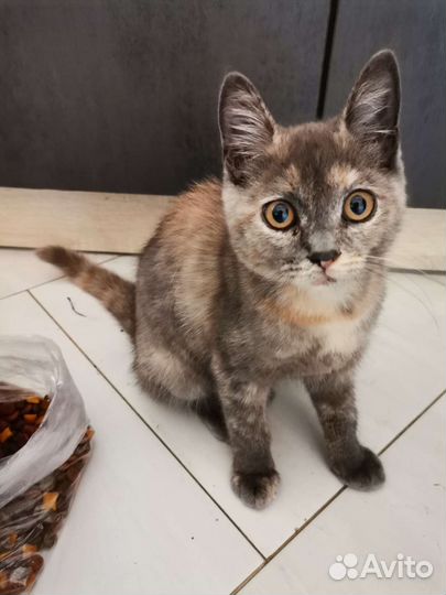 Кот в дар бесплатно