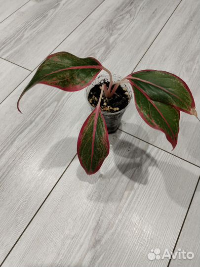 Аглаонема Крит