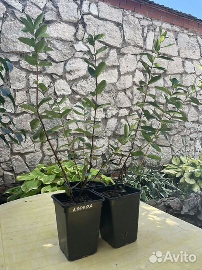 Жимолость Бореал Близзард, Бьюти Аврора Бист