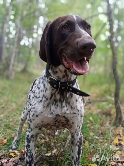 Курцхаар вязка