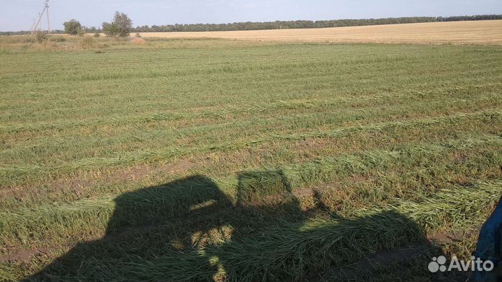 Сено луговое зелёное