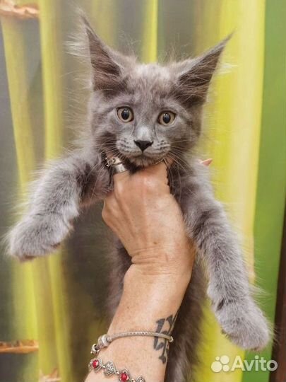 Котята мейн-кунята, голубые, чёрные, белые