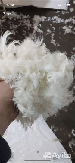 Закупаем пух-перо