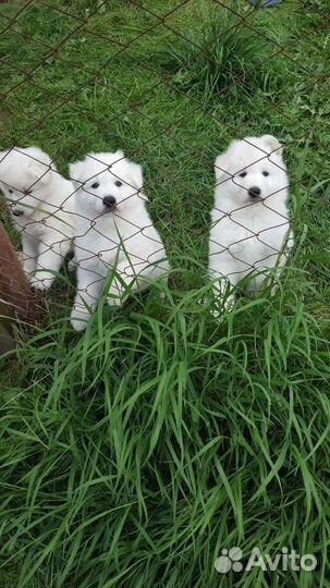 Щенки белой швейцарской овчарки