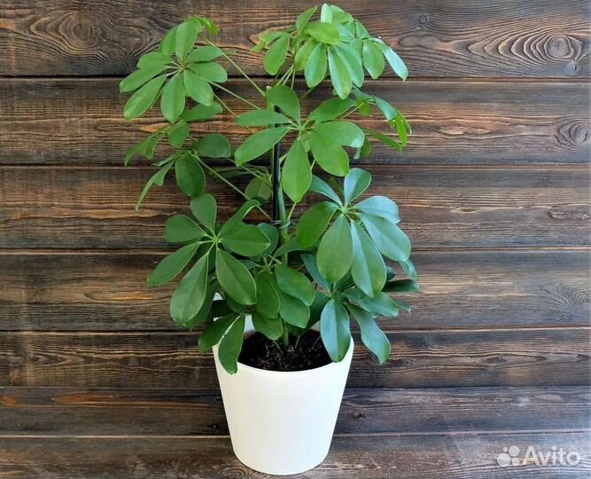 Шеффлера, семена