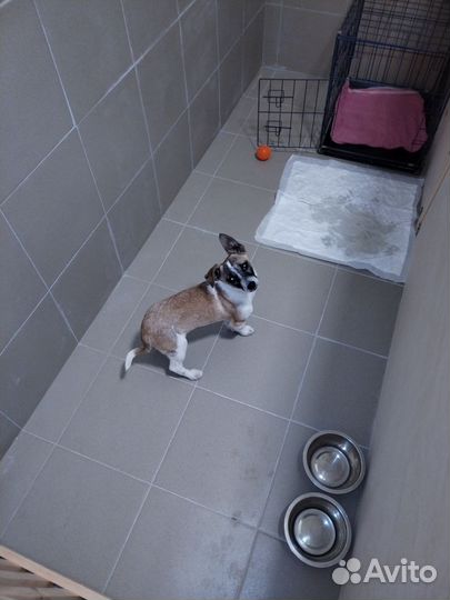 Передержка собак зоогостиница