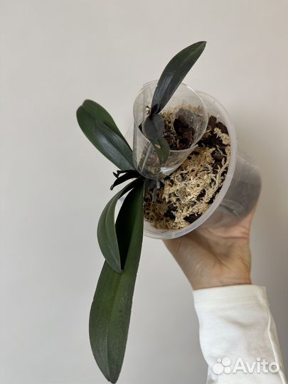 Комнатные растения цветы