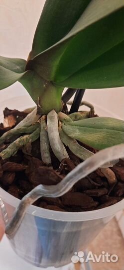 Орхидея фаленопсис Карин Алоха Karin Aloha