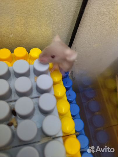 Сатиновые мышки