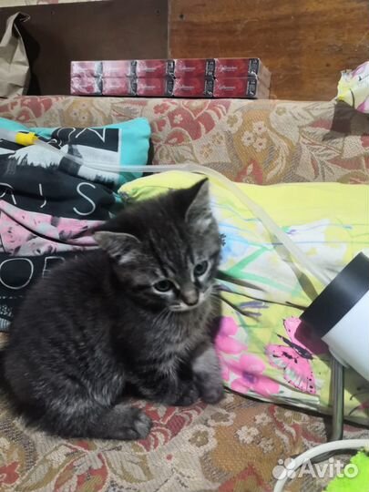 Подарю котенка
