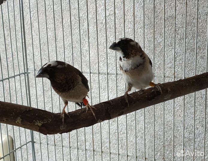 Японские амадины