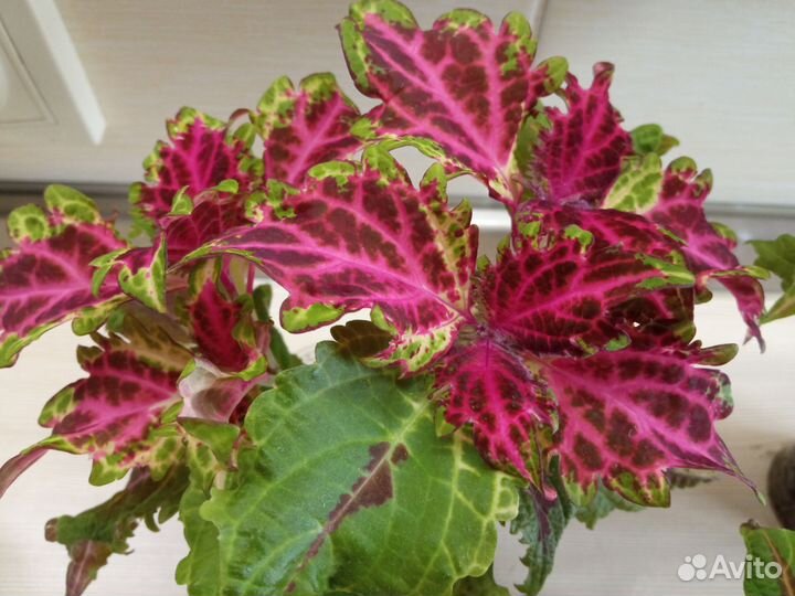 Колеусы (листай фото) для дома и дачи