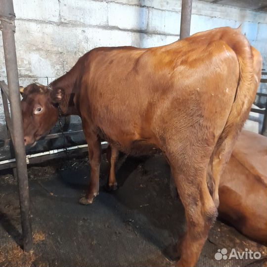 Продам бычков и тёлку суксунку
