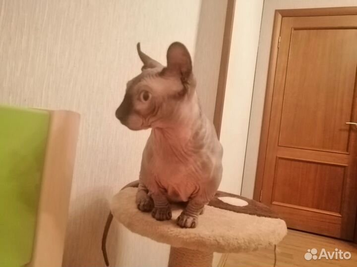 Двэльф. Вязка