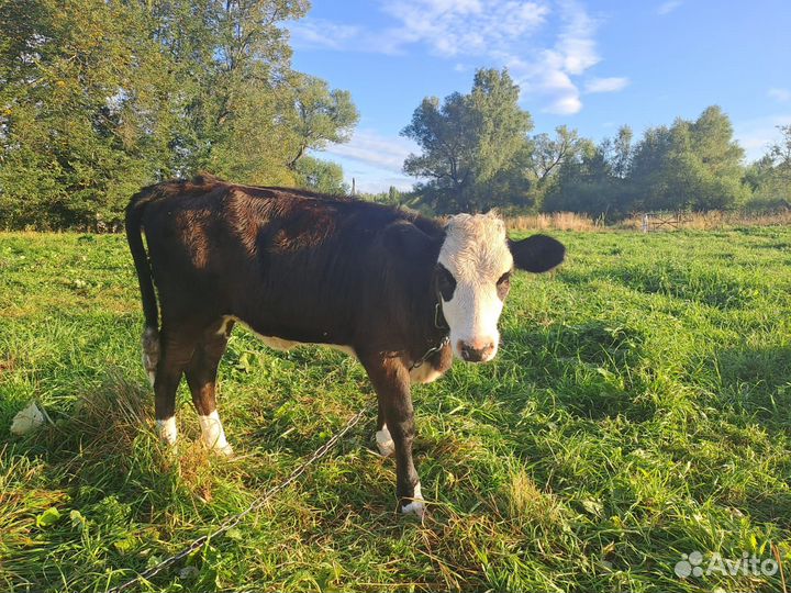 Продажа двух телок