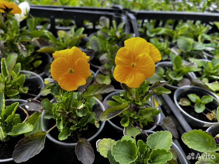 Виола, бархатцы