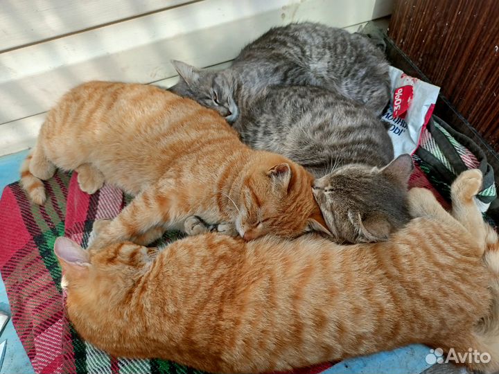 Котята отдам в добрые руки бесплатно