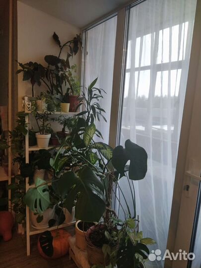 Диффенбахия вариегатная