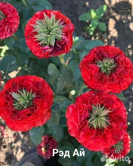 Саженцы:роз.плодовых.хвойных