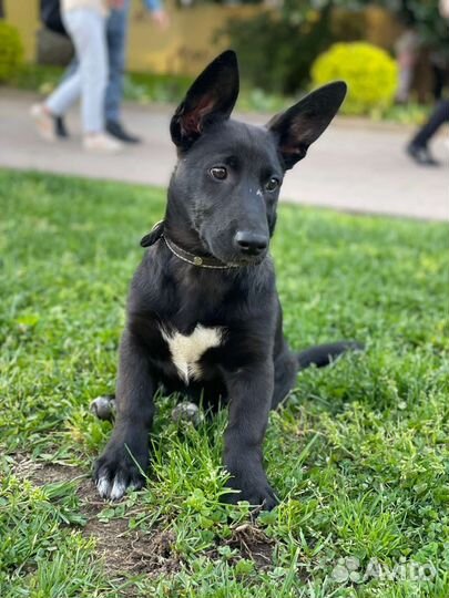 Умная собака, привита