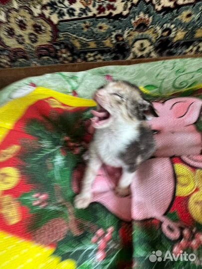 Кошки в добрые руки породистые