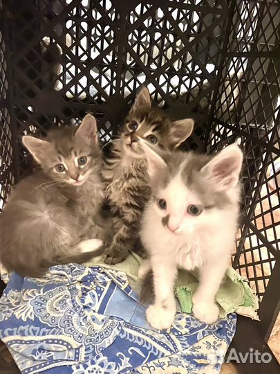 Котята в дар