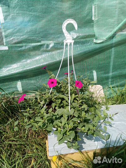 Петуния тайдал