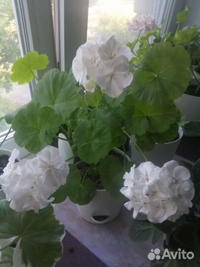 Пеларгония герань