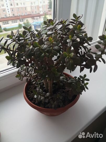 Денежное дерево маленькие листья 1см
