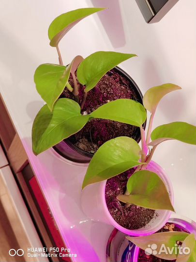 Эпипремнум неон