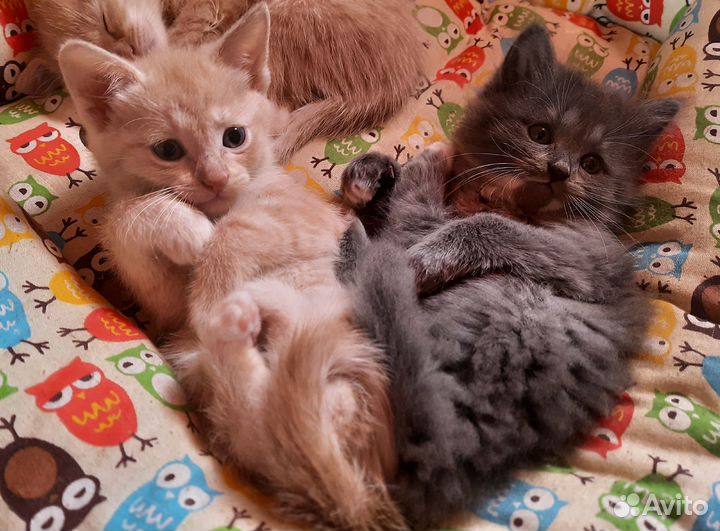 Домашние котята