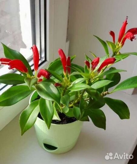 Эсхинантус