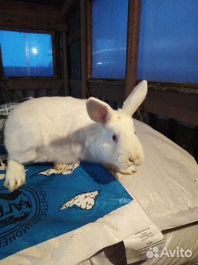 Кролики на мясо и живьем для разведения