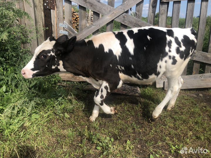 Телка и бык