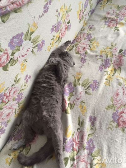 Кошка британка вислоухая