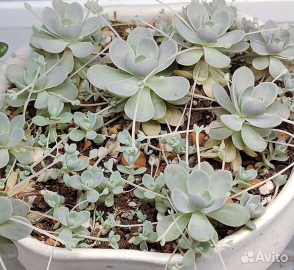 Горноколоссник Оростахис Иваренге