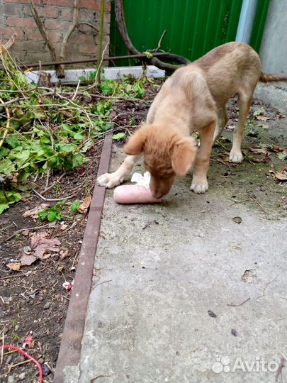 Щенок двортерьер