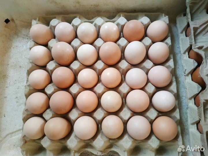 Кучинская юбилейная инкубационное яйцо