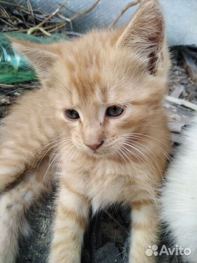 Котенок в добрые руки