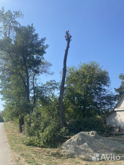 Спил деревьев