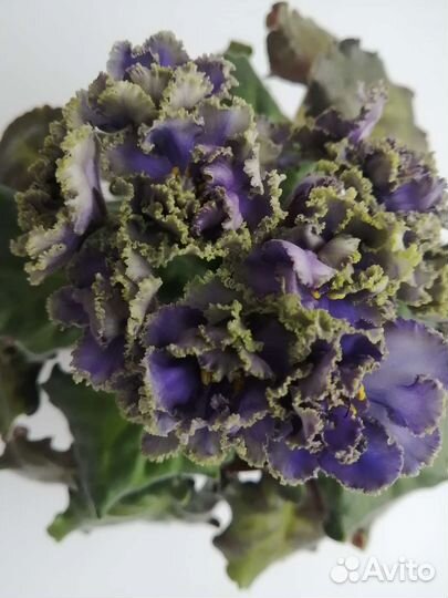 Сортовые фиалки