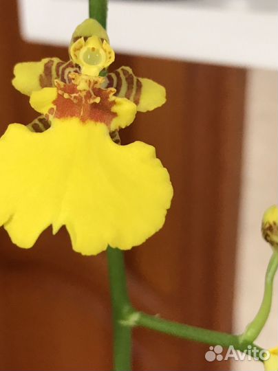 Орхидея онцидиум