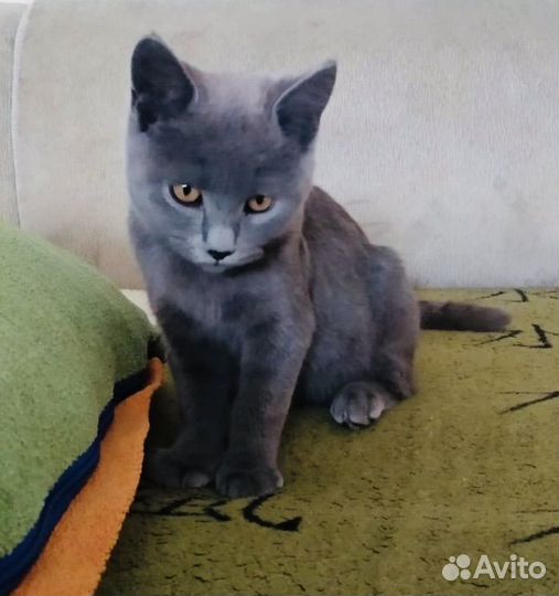 Котенок мальчик