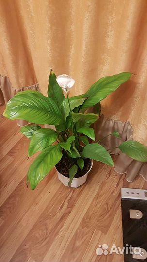 Спатифиллум женское счастье
