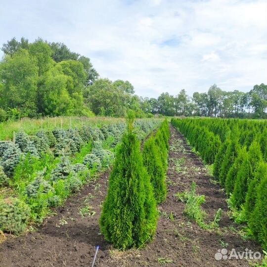 Туя западная Смарагд. Напрямую из питомника