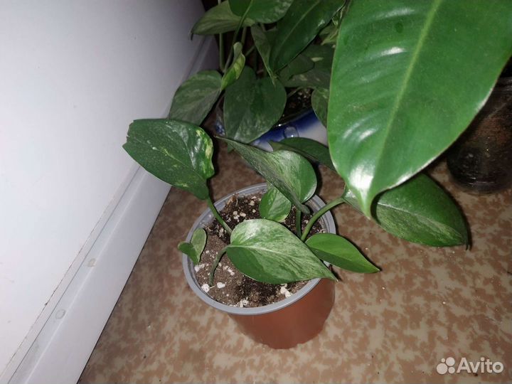 Набор комнатных растений (сегодня забрать)