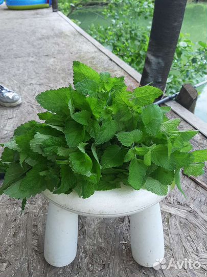 Мята мелисса