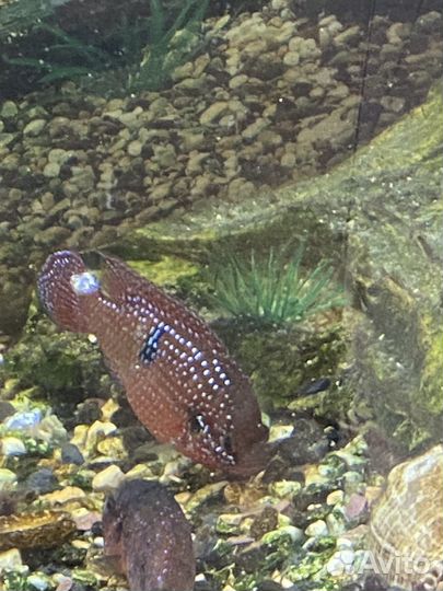 Хромис красавец